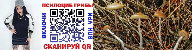 Псилоцибиновые грибы Cubensis  Купить  Павловск 